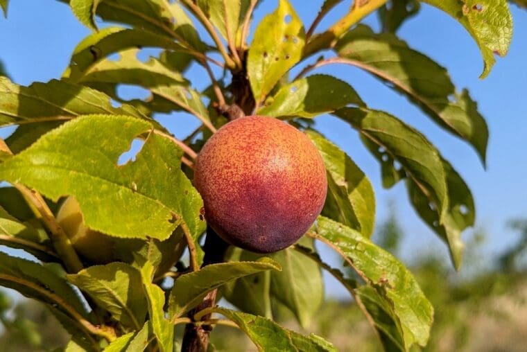 prunus-interspécifique-bella