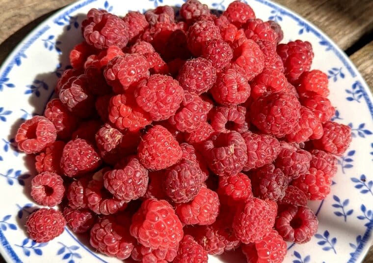 framboise-polona