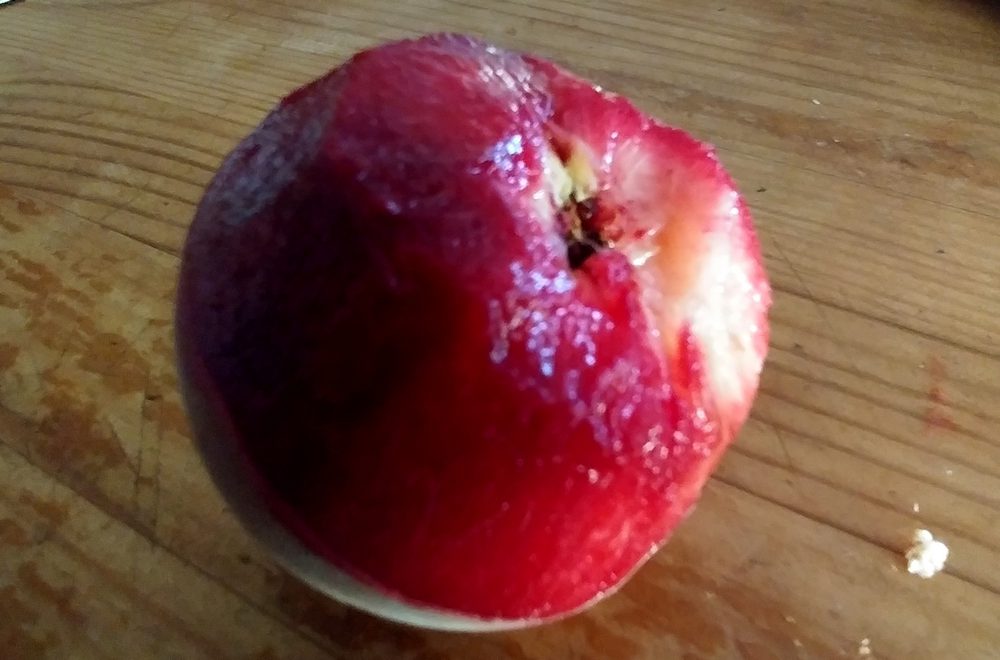 peche-de-vigne-entier