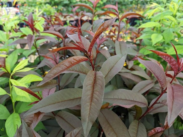 peche-uzbek-feuilles-rouges