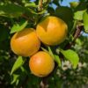 trois abricots canino sur une branche feuillue