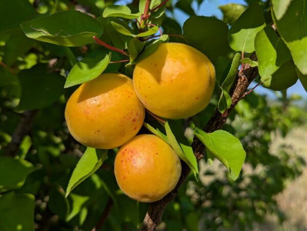 trois abricots canino sur une branche feuillue
