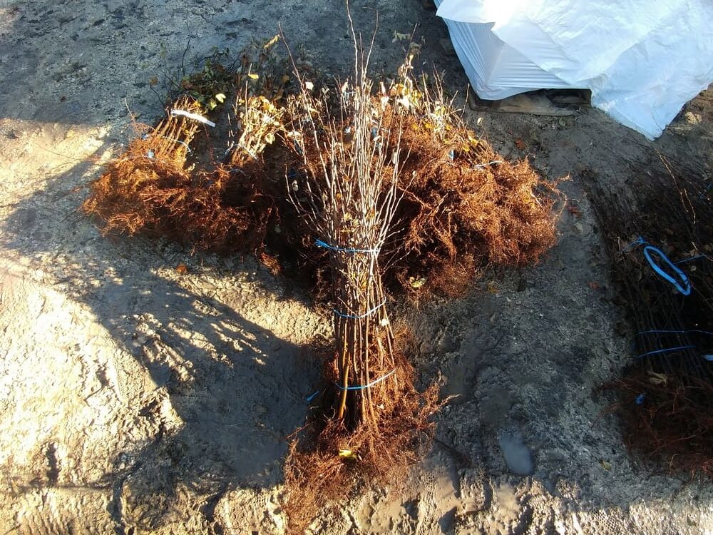 Conseils sur les plantes à racines nus