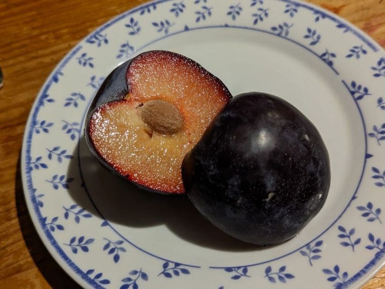 pluot-geopride