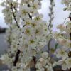 Geopride Hybride interspécifique entre une prune et un abricot