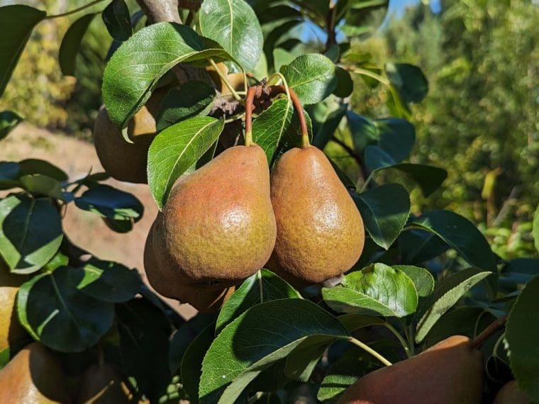 poirier-poire-de-cure
