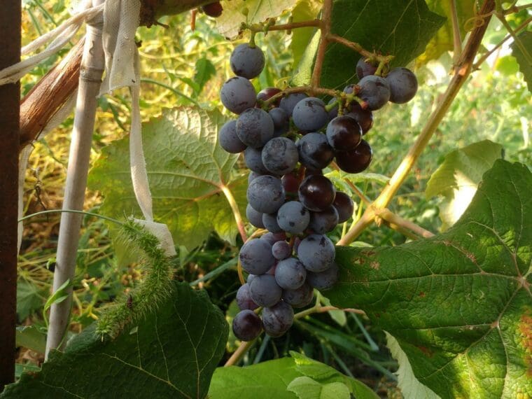 vitis-muscat-newyork