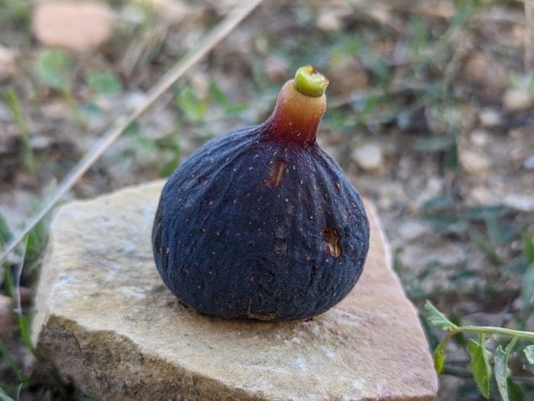 ficus-carica-ravin-de-calce