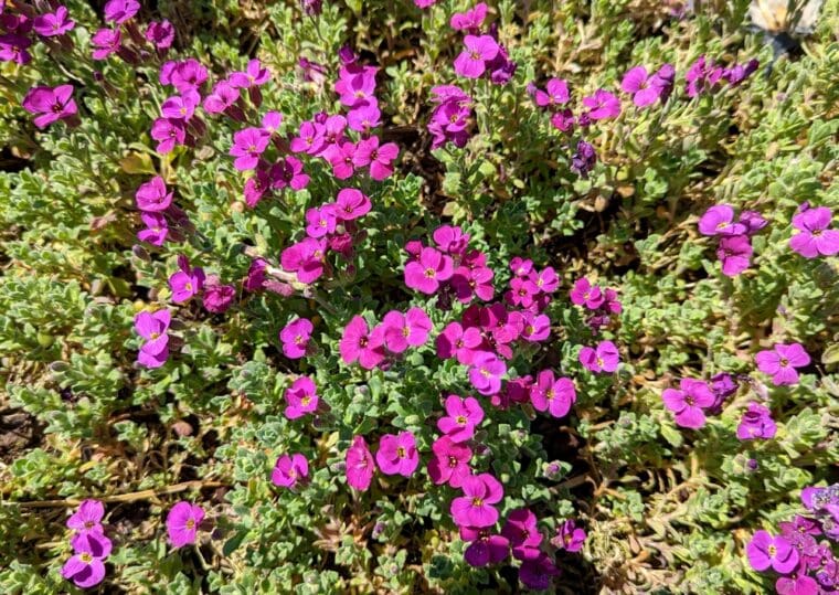 aubrieta-rose