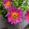 delosperma sandokense