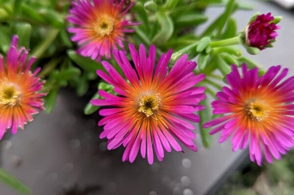delosperma sandokense