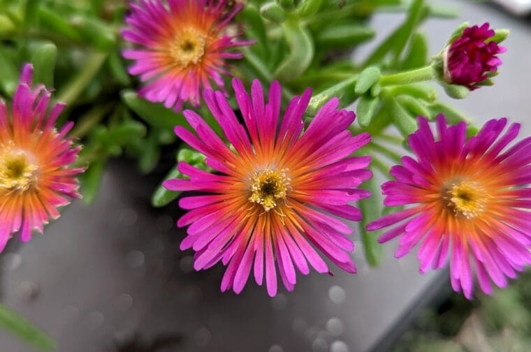 delosperma-sandokense