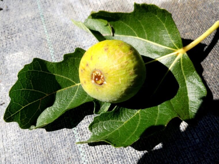 ficus-carica-petrovaca-fruit-feuille