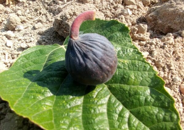 figuier fayoumi