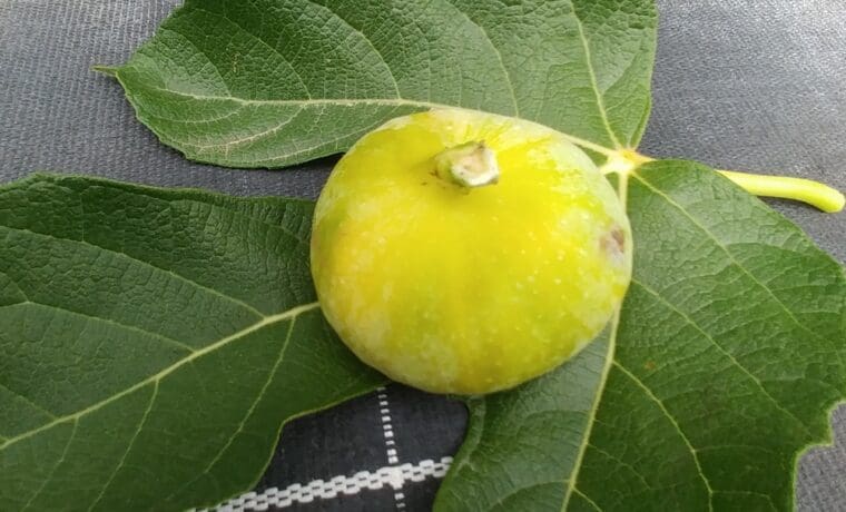 ficus-blanche-solies