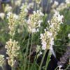 lavande blanche compacte "Snow" à floraison blanche