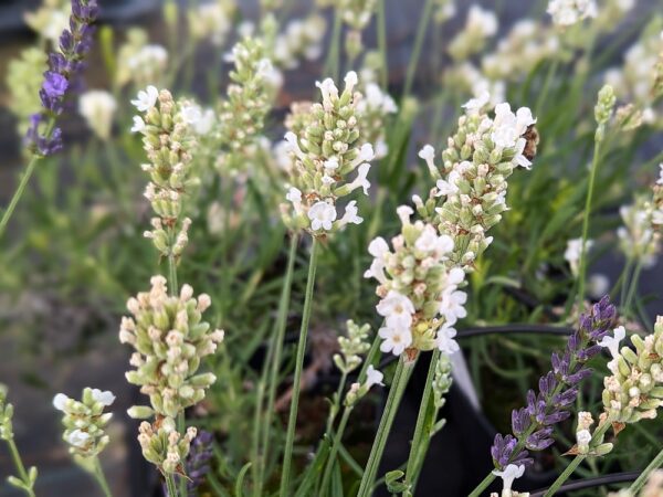 lavande blanche compacte "Snow" à floraison blanche
