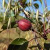 Jeune fruit de Nashi rayé sur un arbre