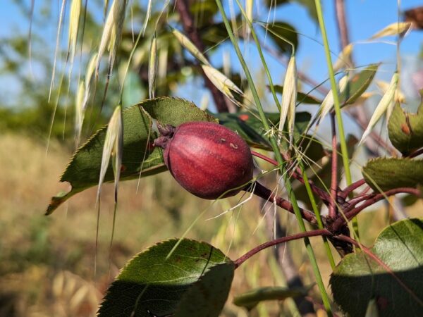 Jeune fruit de Nashi rayé sur un arbre
