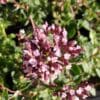 origan gentle breeze origan Hot and Spicy