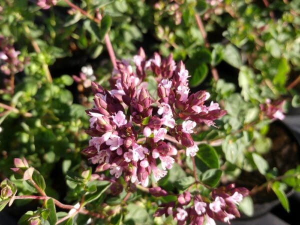 origan gentle breeze origan Hot and Spicy