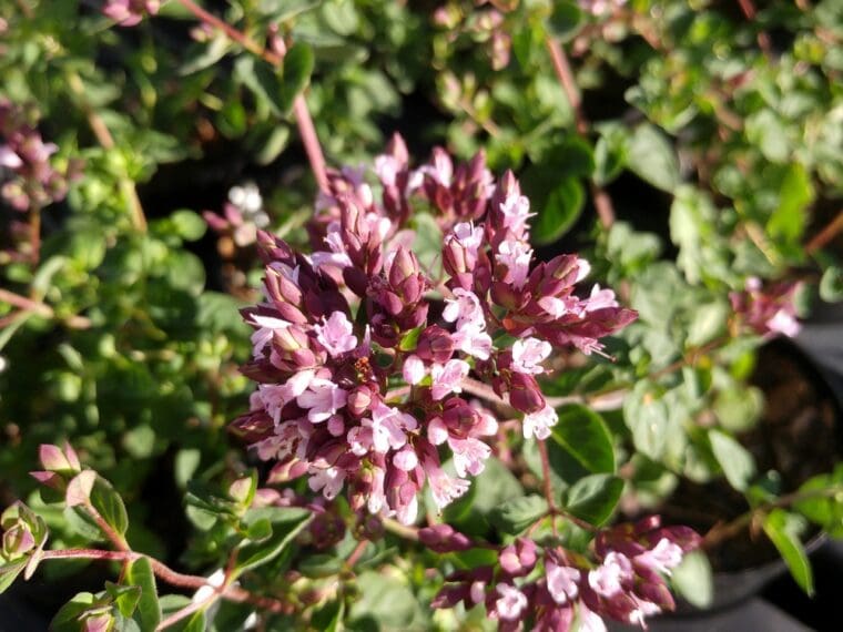 origanum-hot-and-spicy