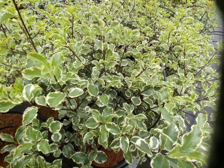 pittosporum-tenuifolium-variegatum