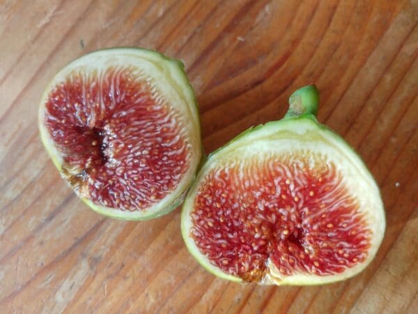 ficus carica palmares