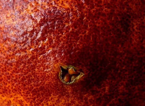 zoom sur la peau d'une orange sanguinelli
