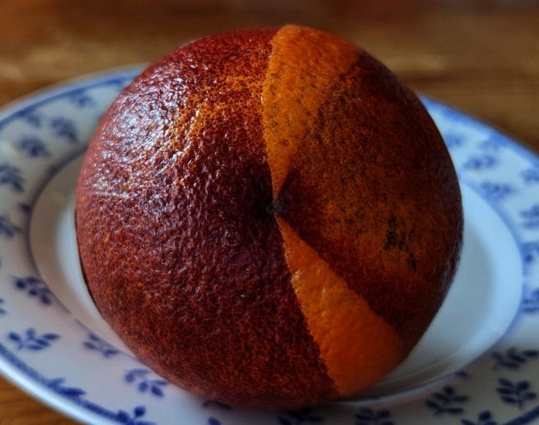 citrus -orange-sanguinello