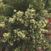 Baguenaudier en fleur