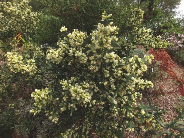 Baguenaudier en fleur