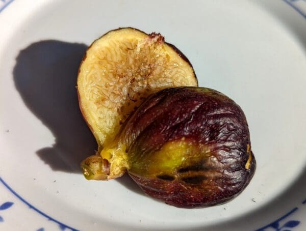 ficus carica ariel