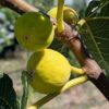 plusieurs figues jaune doré du figuier Bourjasotte blanche sur l'arbre