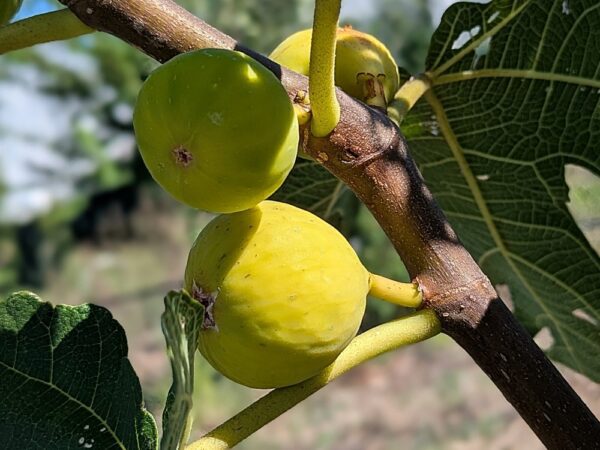 plusieurs figues jaune doré du figuier Bourjasotte blanche sur l'arbre