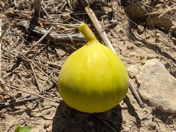 une figue blanche bourjasotte posée sur de la terre