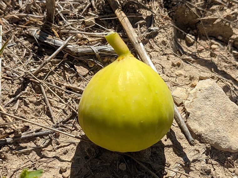 ficus-carica-bourjasotte-blanche-8-25