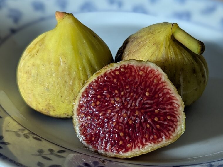 ficus-carica-bourjasotte-blanche-open-25-8-32