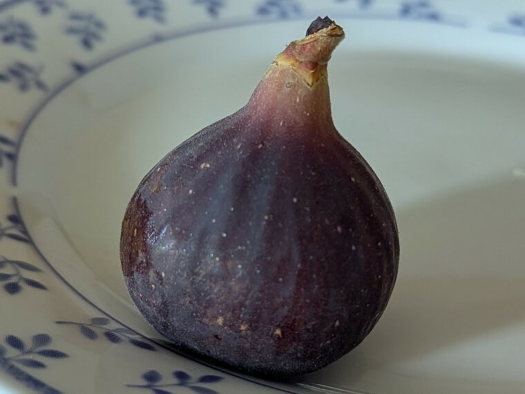 ficus-carica-dannys-delight