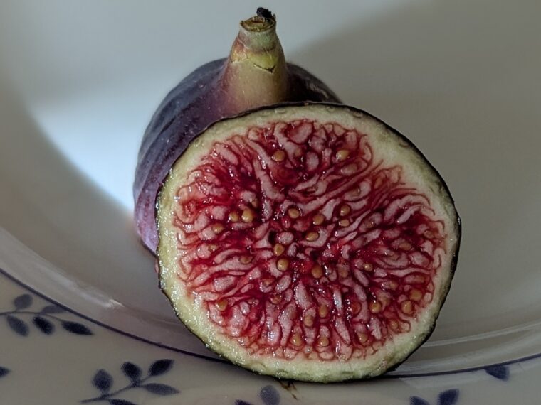 ficus-carica-dannys-delight-open-25-8-31
