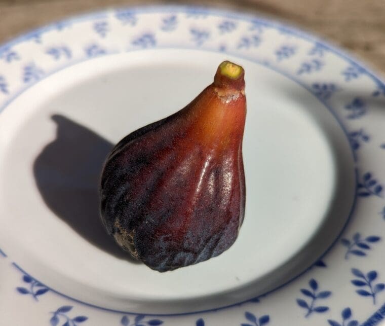 ficus-carica-ghoudanel-breba