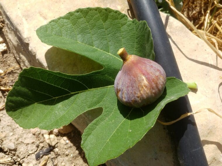 ficus-carica-montfavet