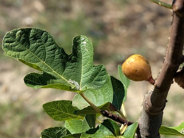 1 figue ficus carica San martino del norte sur une branche avec une feuille