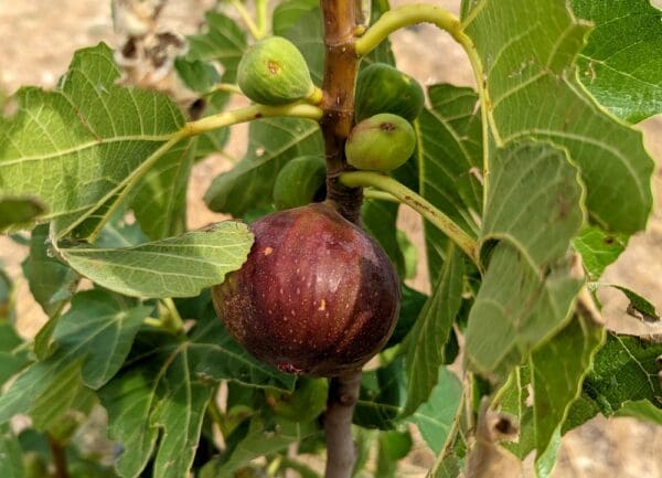 violette de Normandie