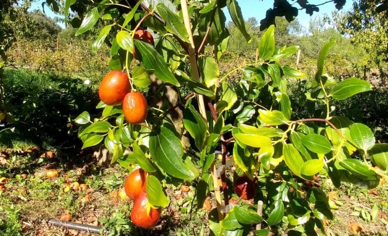 jujube-shanxi-li