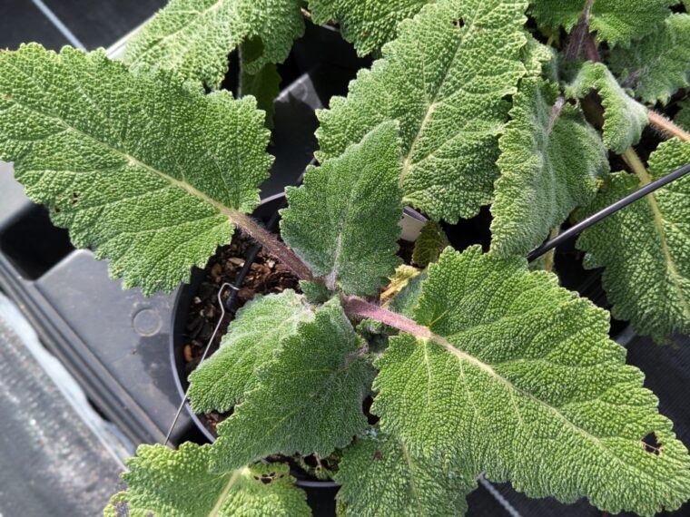 salvia-sclarea-25-5