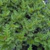 feuillage d'acanthus senna