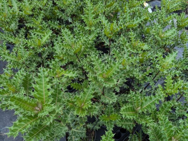 feuillage d'acanthus senna