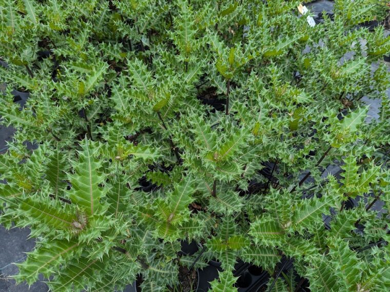 acanthus-senna-25-6
