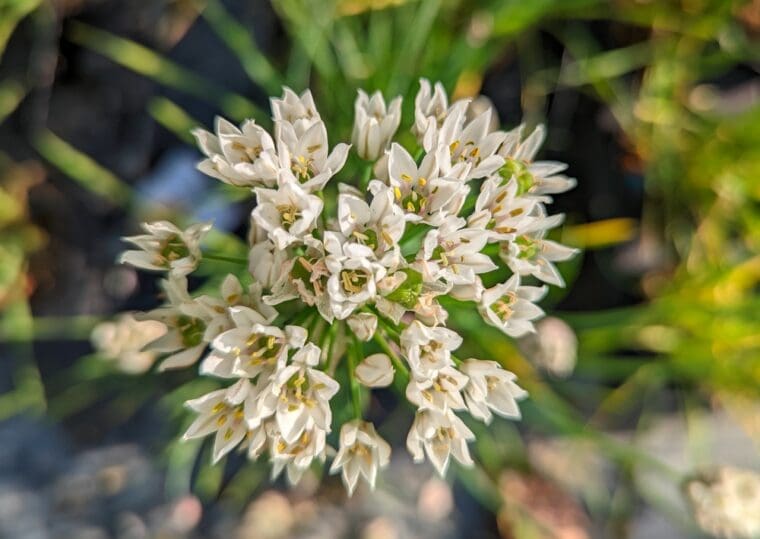 allium-racemosa